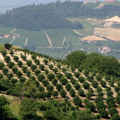Hills in Umbria 