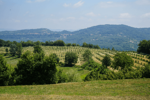 Made in The Langhe, Piedmont