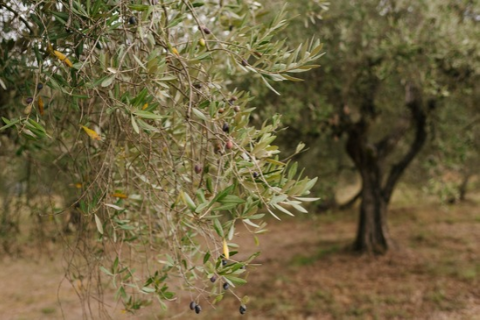 Orgolio della Poderina
