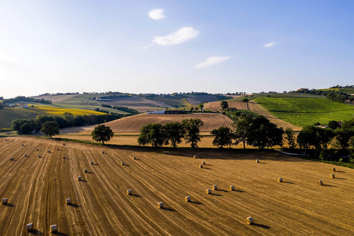 Made in Marche